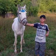 اسب غزل اخته 8سال سواردار