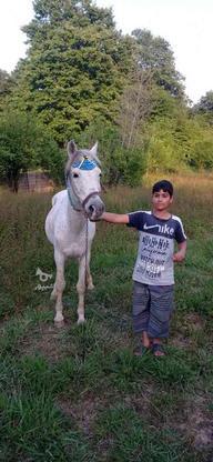 اسب غزل اخته 8سال سواردار در گروه خرید و فروش ورزش فرهنگ فراغت در مازندران در شیپور-عکس1