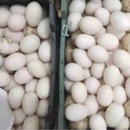 تخم نطفه دار اردک اسراییلی سنگین وزن