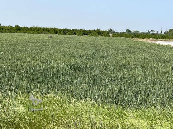 زمین کشاورزی 2300متر برجاده اصلی واقع در رستمکلا در گروه خرید و فروش املاک در مازندران در شیپور-عکس1