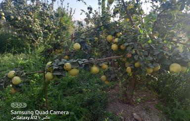 1500مترباغ درخت میوه هلو والبالو