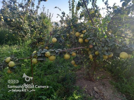 1500مترباغ درخت میوه هلو والبالو در گروه خرید و فروش املاک در اصفهان در شیپور-عکس1
