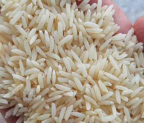 برنج هاشمی درجه یک دره رود بدون قاطی در گروه خرید و فروش خدمات و کسب و کار در اردبیل در شیپور-عکس1