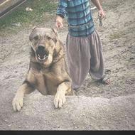 واگذاری سگ عراقی آدامجل