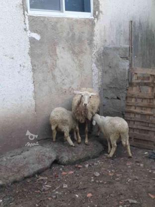 خرید و فروش گوسفند وبره در گروه خرید و فروش ورزش فرهنگ فراغت در مازندران در شیپور-عکس1