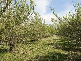 باغ سیب قابل معاوضه با سواری