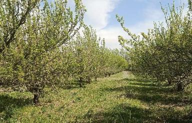 باغ سیب قابل معاوضه با سواری