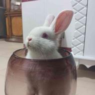 واگذاری خرگوش خوشگل نیمه لپم