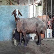 گوسفند بره مار بره نر مادر 80 کیلو بره 17 کیلو