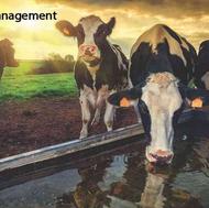 نصب سیستم مدیریت و کنترل تغذیه دام TMR برای افزایش تولید شیر