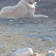 سگ عراقی اصیل واگذاری
