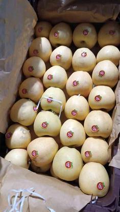 فروش سیب سفید در گروه خرید و فروش خدمات و کسب و کار در آذربایجان شرقی در شیپور-عکس1