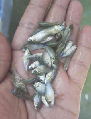 فروش انواع بچه ماهی کپور ،سفید،امور در گروه خرید و فروش ورزش فرهنگ فراغت در مازندران در شیپور-عکس1
