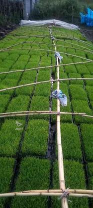 (توم )نشای باکسی هاشمی کشاورزی  در گروه خرید و فروش صنعتی، اداری و تجاری در گیلان در شیپور-عکس1