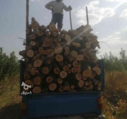 خریدهمه نوع چوب به صورت نقدی میباشد در گروه خرید و فروش صنعتی، اداری و تجاری در زنجان در شیپور-عکس1
