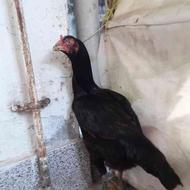 مرغ لاری سیاه