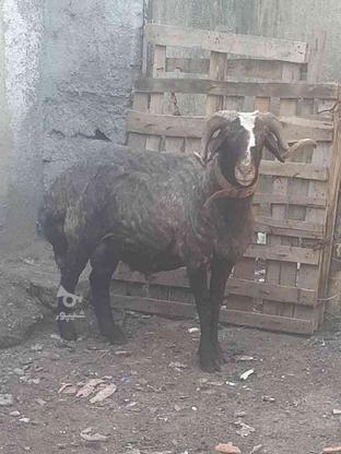 گوسفند آس تخمی نر در گروه خرید و فروش ورزش فرهنگ فراغت در مازندران در شیپور-عکس1