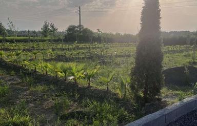 زمین سرمایه گذاری اقساطی 55 متر بیشه کلا