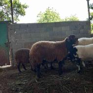 تعدادی گوسفند سنگین وزن آبستن افشار و شال