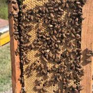 فروش زنبور عسل با ملکه جوان