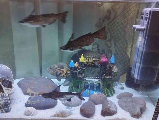 تعدادی ماهی اکواریومی به فروش میرسد در گروه خرید و فروش ورزش فرهنگ فراغت در مازندران در شیپور-عکس1