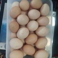 فروش تخم نطفه دار مرغ محلی تضمینی