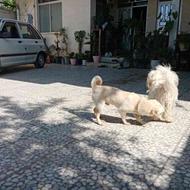 واگذاری سگ پاکوتاه اشپیدز
