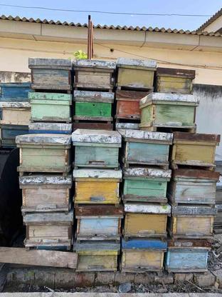 کندو خالی زنبور در گروه خرید و فروش ورزش فرهنگ فراغت در گلستان در شیپور-عکس1