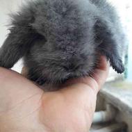 بچه خرگوش های نیمه لوپ پشمالو