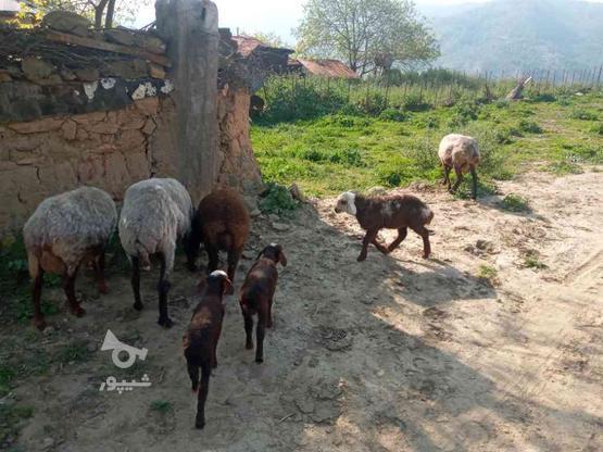 فروش هفت عدد گوسفند در گروه خرید و فروش ورزش فرهنگ فراغت در مازندران در شیپور-عکس1