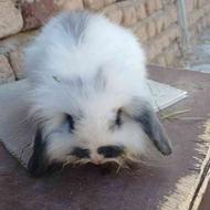 فروش بچه خرگوش‌های لوپی