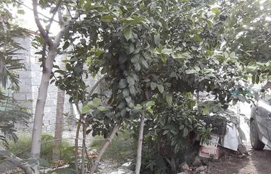 6قصب مسکونی حصارکشی باتعدادی درخت