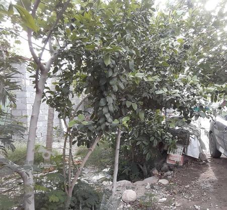 6قصب مسکونی حصارکشی باتعدادی درخت در گروه خرید و فروش املاک در کرمان در شیپور-عکس1