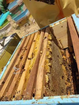 فروش زنبور عسل در گروه خرید و فروش ورزش فرهنگ فراغت در اردبیل در شیپور-عکس1