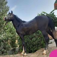 اسب مشکی نژاد کرد عرب
