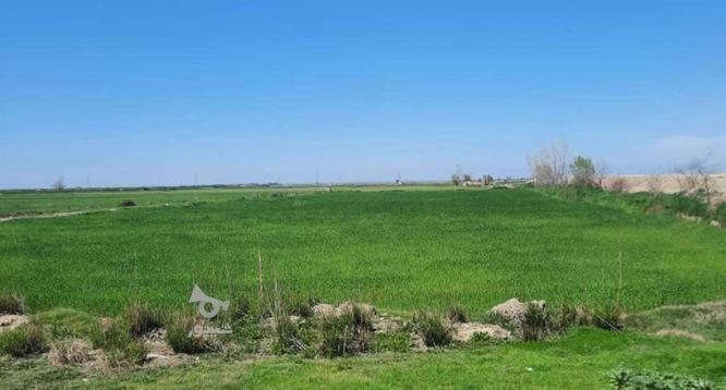 فروش زمین با مجوز مرغداری در گروه خرید و فروش املاک در مازندران در شیپور-عکس1