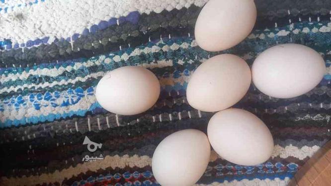 تخم مرغ سیپرایت در گروه خرید و فروش ورزش فرهنگ فراغت در زنجان در شیپور-عکس1