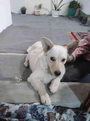 واگذاری سگ به دلیل جا نداشتن در گروه خرید و فروش ورزش فرهنگ فراغت در مازندران در شیپور-عکس1