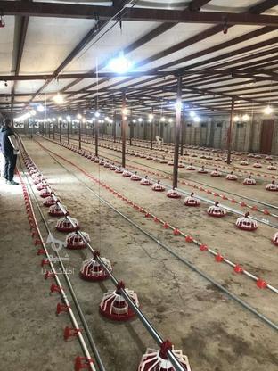 مرغداری 5,600 متری در هولا - ذغالچال در گروه خرید و فروش املاک در مازندران در شیپور-عکس1