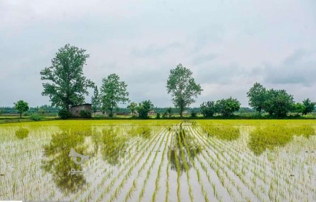 زمین کشاورزی 5 هزارمترهمراه با چاه آب در گروه خرید و فروش املاک در مازندران در شیپور-عکس1