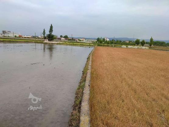 2000 متر زمین کشاورزی واقع در اتوبان ساری قائمشهر در گروه خرید و فروش املاک در مازندران در شیپور-عکس1