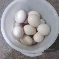 تخم مرغ پاکوتاه اصیل