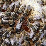 کندو زنبور عسل دارای عسل بهاره
