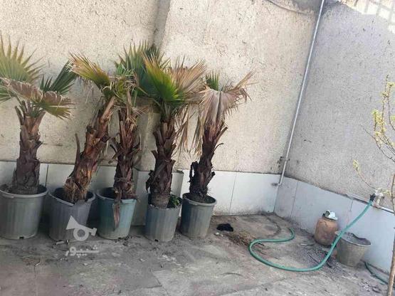 5عدد درخت طبیعی نخل در گروه خرید و فروش لوازم خانگی در کرمان در شیپور-عکس1