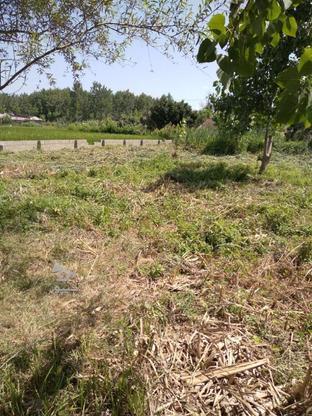 زمین نسق دار روستای الاله گوراب در گروه خرید و فروش املاک در گیلان در شیپور-عکس1