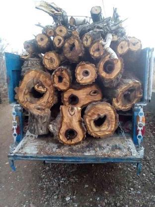 خرید و فروش انواع چوب درختان همه نوع چوب در گروه خرید و فروش خدمات و کسب و کار در زنجان در شیپور-عکس1