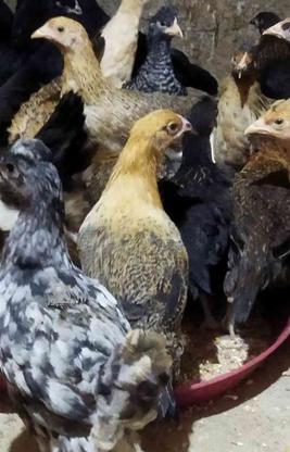 جوجه مرغ محلی سه ماهه در گروه خرید و فروش ورزش فرهنگ فراغت در یزد در شیپور-عکس1