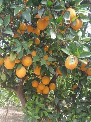 خریدار پرتقال تامسون و والنسیا در گروه خرید و فروش خدمات و کسب و کار در مازندران در شیپور-عکس1