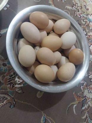 تخم مرغ نطفه دار در گروه خرید و فروش ورزش فرهنگ فراغت در اردبیل در شیپور-عکس1