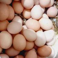تخم مرغ محلی نطفه دار سالم